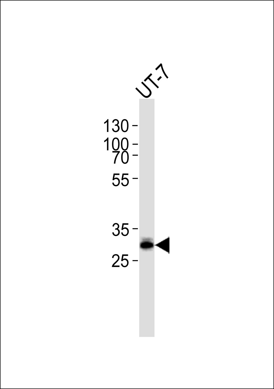 1 - TF2E2 Antibody AP50681