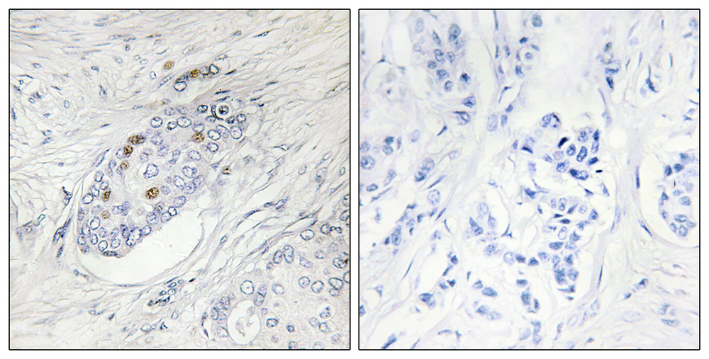 2 - ZNF232 Antibody AP50686