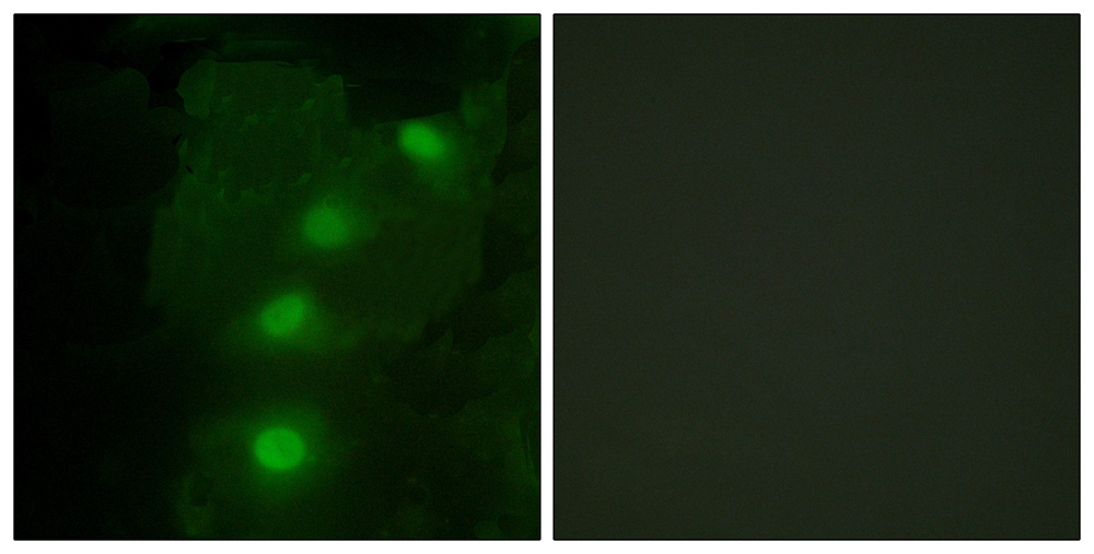 3 - ALX3 Antibody AP50690
