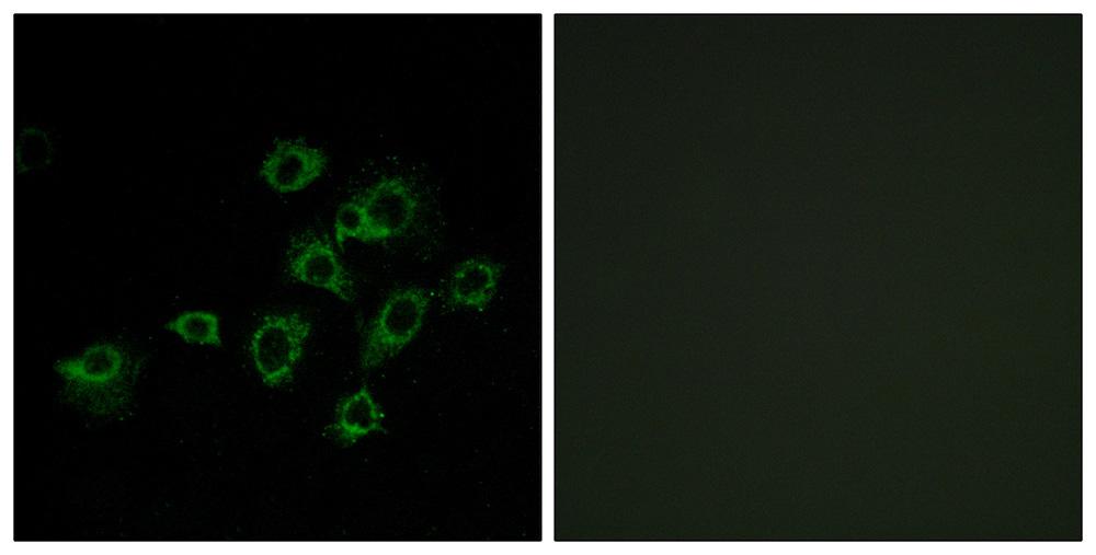 3 - LILRA1 Antibody AP50711