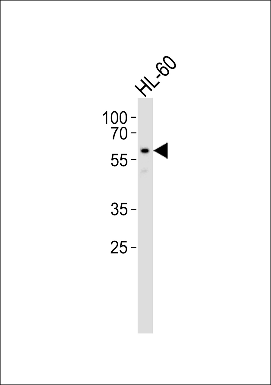 1 - LILRA1 Antibody AP50711