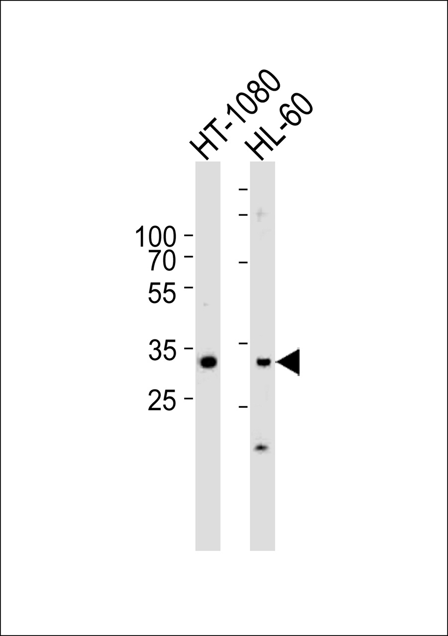 1 - ZNF265 Antibody AP50712