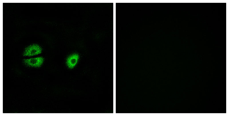 3 - MRPS22 Antibody AP50756