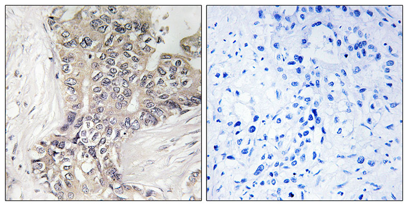 2 - B3GALTL Antibody AP50766