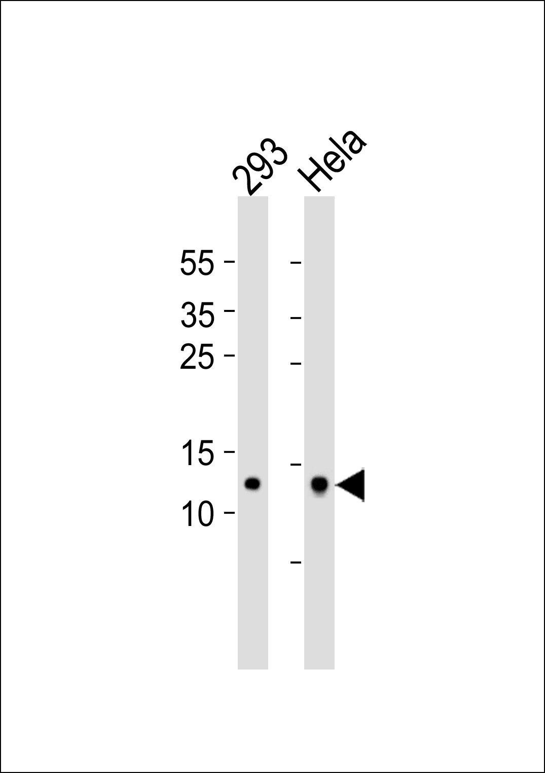 1 - MRPL14 Antibody AP50783