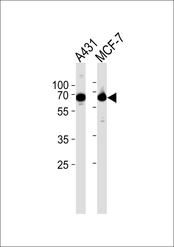 1 - GNL3L Antibody AP50825