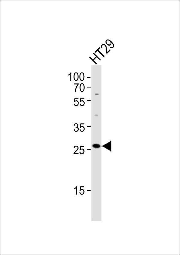 1 - MRPL16 Antibody AP50844