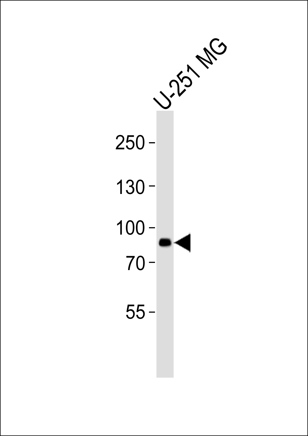 1 - (DANRE)  rfx4 Antibody AP18707b
