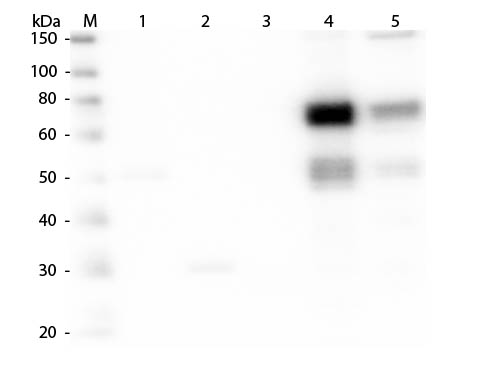 1 - Anti-Rat IgM (mu chain)  (Biotin Conjugated) Secondary Antibody ASR2795