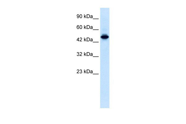 1 - ELF2 antibody - N-terminal region AI10026