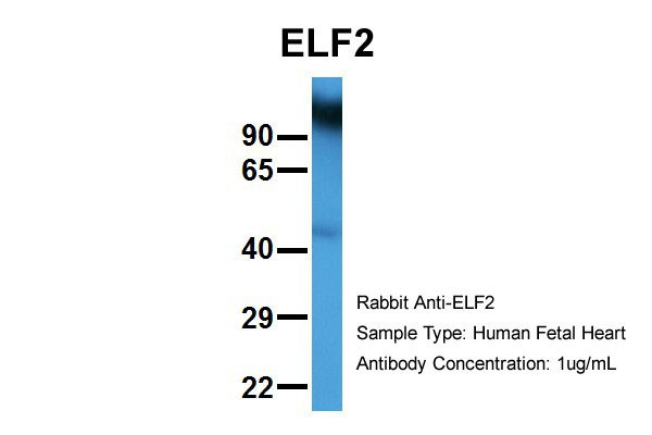 1 - ELF2 antibody - N-terminal region AI10026