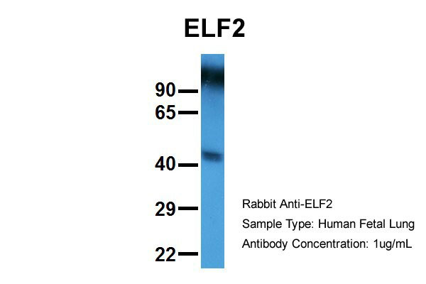 1 - ELF2 antibody - N-terminal region AI10026