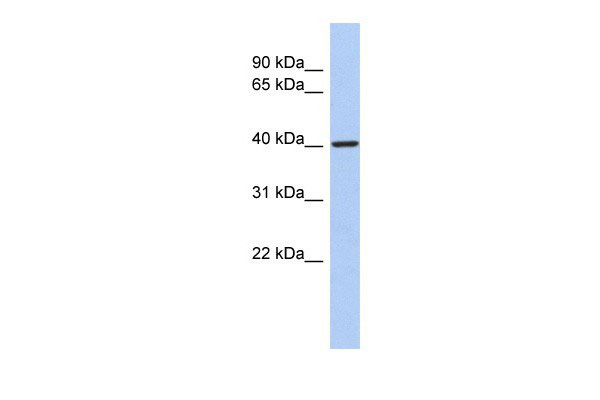 1 - LDB2 antibody - middle region AI10046