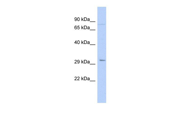 1 - PITX2 antibody - N-terminal region AI10059