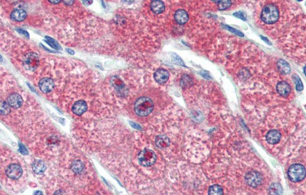 2 - ZNF777 antibody - middle region AI10067