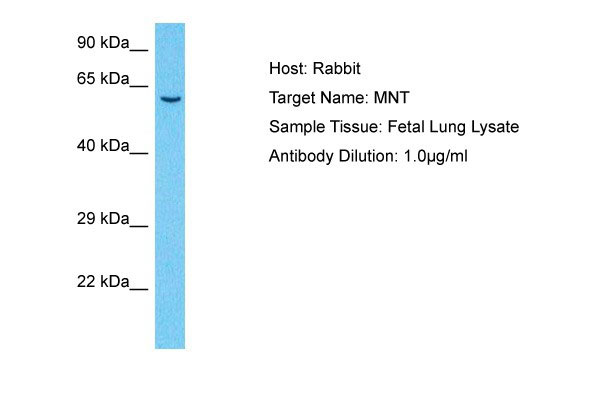 1 - MNT Antibody - C-terminal region AI10070