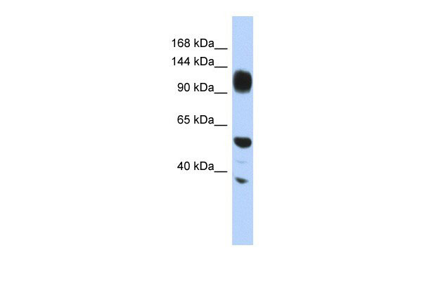 1 - WDHD1 antibody - middle region AI10072