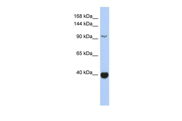 1 - ZBTB4 antibody - middle region AI10082