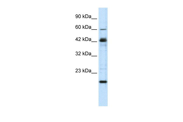 1 - ZNF24 antibody - middle region AI10092