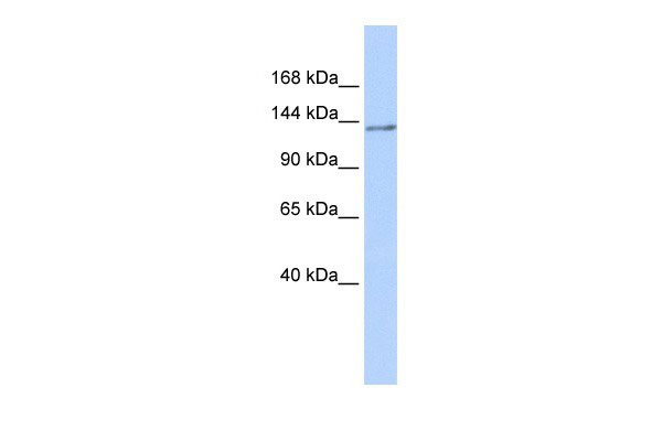1 - NFRKB antibody - N-terminal region AI10122