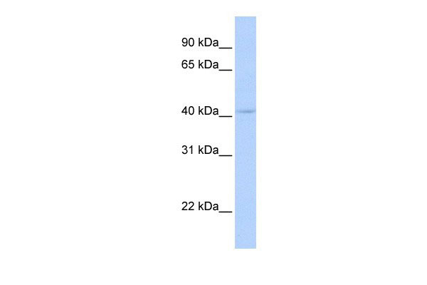 1 - DPF3 antibody - middle region AI10123