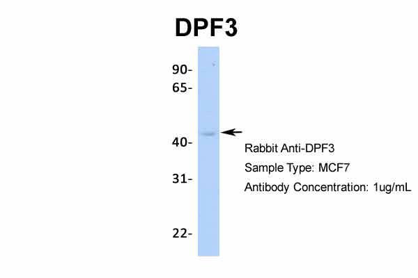 1 - DPF3 antibody - middle region AI10123
