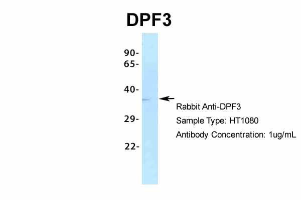 1 - DPF3 antibody - middle region AI10123