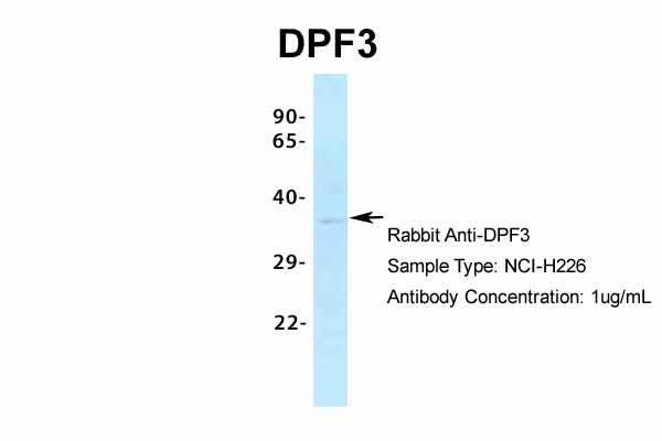 1 - DPF3 antibody - middle region AI10123