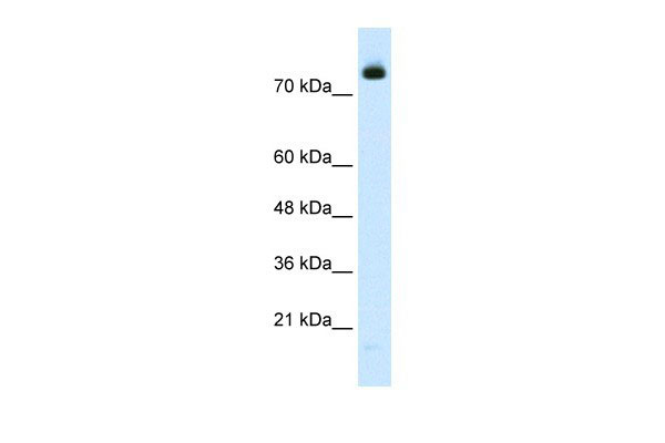 1 - ZMYM3 antibody - N-terminal region AI10133