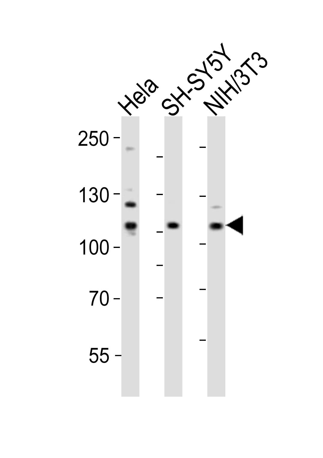 1 - Mouse Ephb3 Antibody (Center) AP20993a