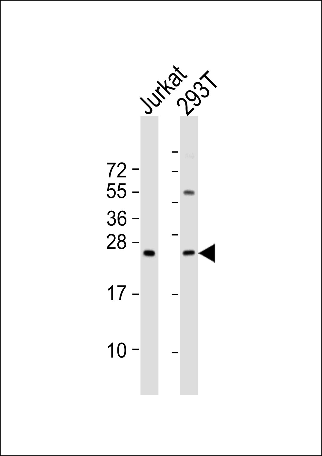 1 - MED18 Antibody AP51339