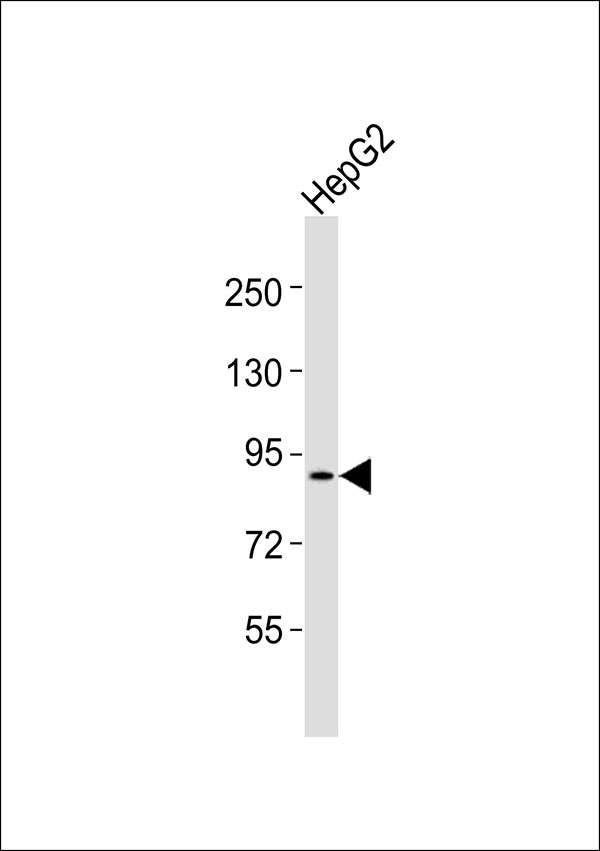 1 - PDE4B/C/D Antibody AP51417