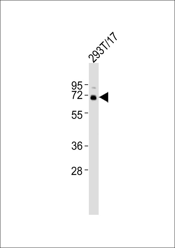 1 - TAF6L Antibody AP51546