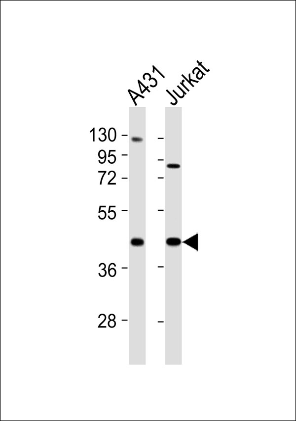 1 - USF2 Antibody AP51602