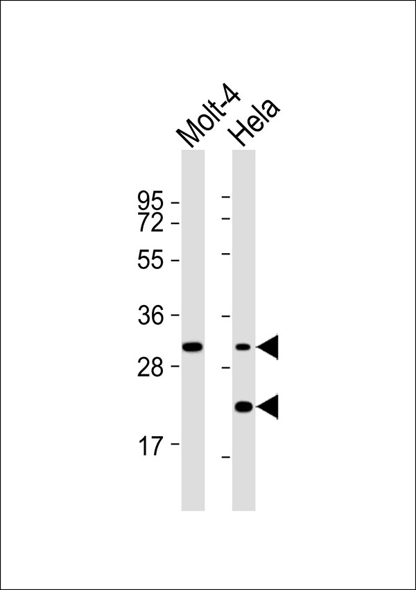 1 - SMUG1 Antibody AP51894