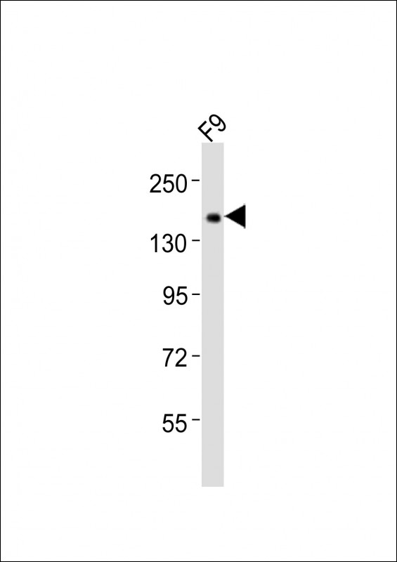 1 - (Mouse) Tet1 Antibody (C-term) AP21235b