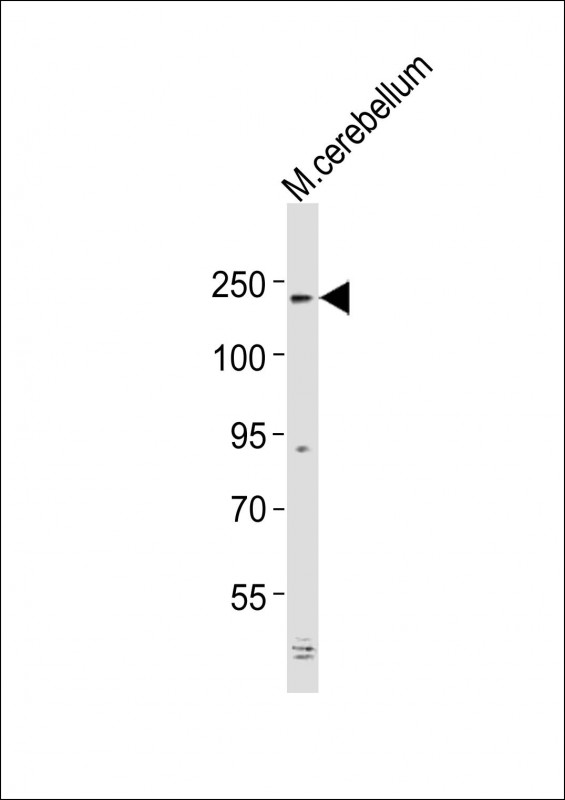 1 - Mouse Alk Antibody (P1517) AP21260a