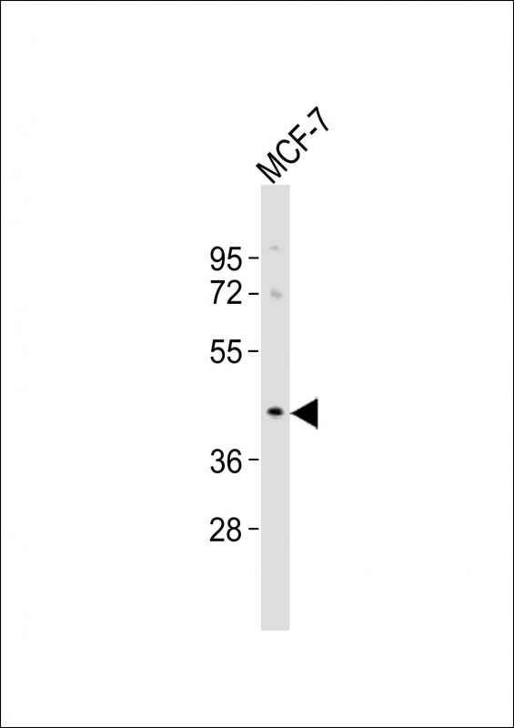 1 - OR5A1 Antibody (C-term) AP21280b