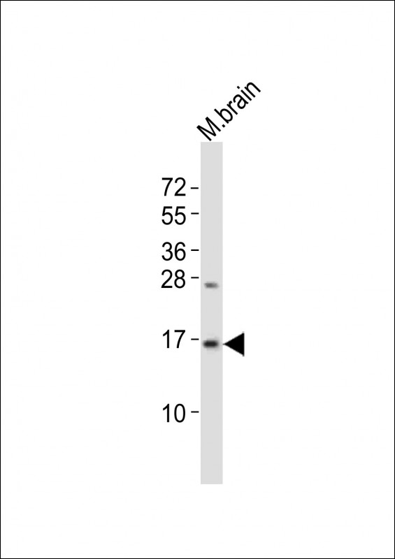 1 - (DANRE) map1lc3b Antibody (N-term) AP21296a