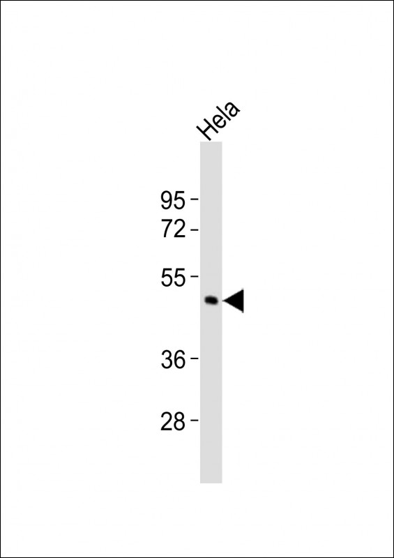 1 - CHST4 Antibody (C-term) AP21310b