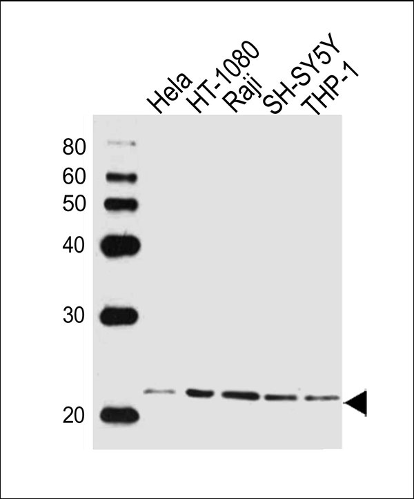 二次抗体 Goat Anti-Mouse Unconjugated IgG （H＆L）