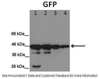 1 - GFP Antibody AI10151