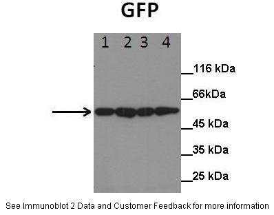 1 - GFP Antibody AI10151