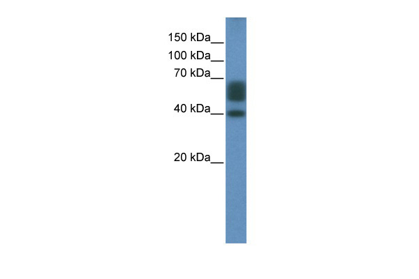 1 - GFP Antibody AI10152