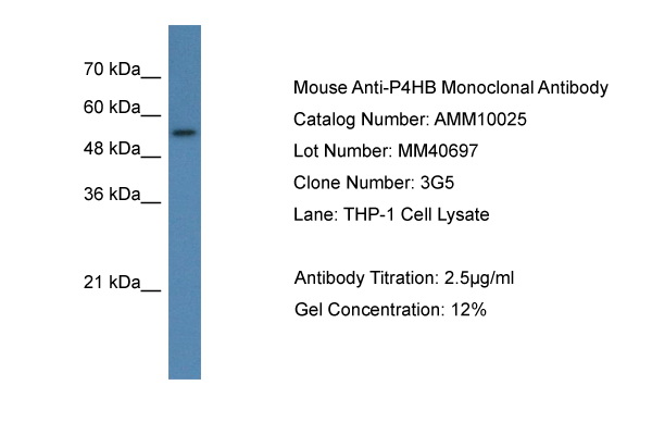 1 - P4HB Antibody AI10154