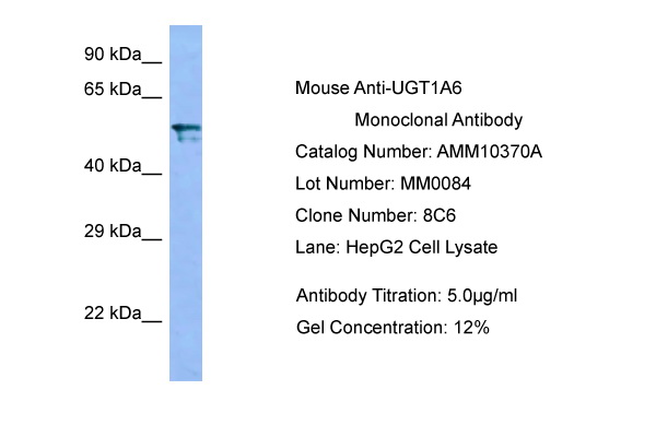 1 - UGT1A6 Antibody AI10156