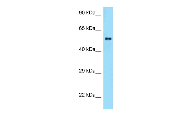 1 - Zbtb37 antibody - middle region AI10163