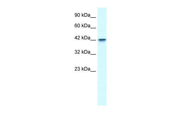 1 - GFI1B antibody - N-terminal region AI10168