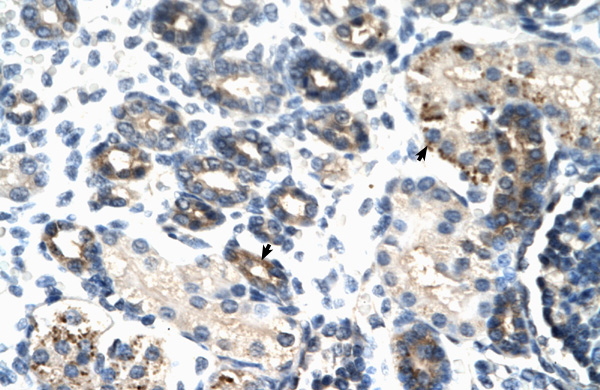 2 - TSC22D4 antibody - N-terminal region AI10169