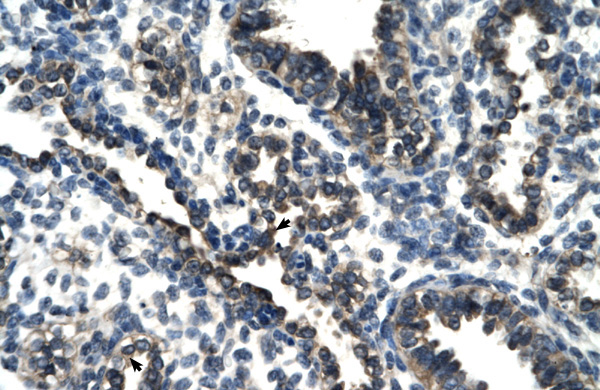2 - TSC22D4 antibody - N-terminal region AI10169